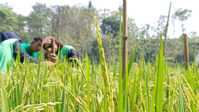 Program Sustainable Rice Platform (SRP) untuk hasil padi terbaik ramah lingkunga
